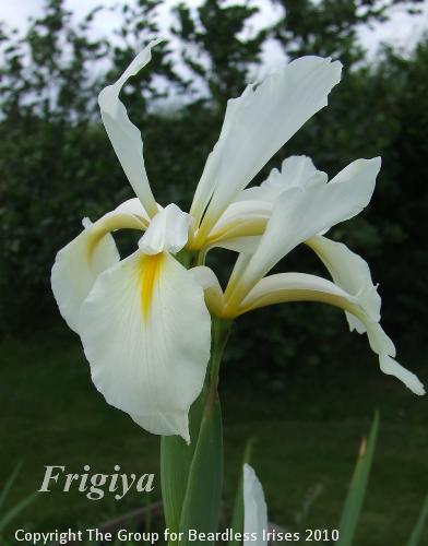 spuria Frigiya  